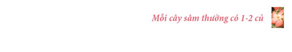Sâm Bố Chính nở hoa rực rỡ trên đất Quảng Ngãi ảnh 13