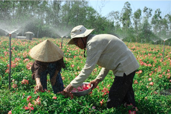 Sâm Bố Chính nở hoa rực rỡ trên đất Quảng Ngãi ảnh 16