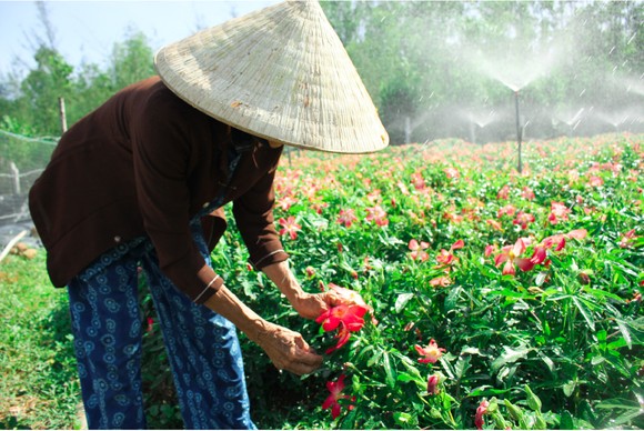 Sâm Bố Chính nở hoa rực rỡ trên đất Quảng Ngãi ảnh 19