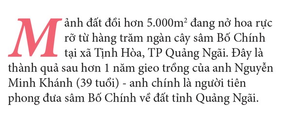 Sâm Bố Chính nở hoa rực rỡ trên đất Quảng Ngãi ảnh 1