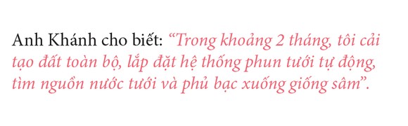 Sâm Bố Chính nở hoa rực rỡ trên đất Quảng Ngãi ảnh 22