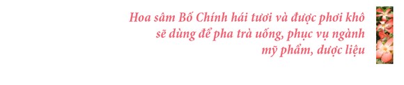 Sâm Bố Chính nở hoa rực rỡ trên đất Quảng Ngãi ảnh 24