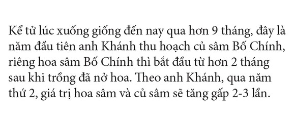 Sâm Bố Chính nở hoa rực rỡ trên đất Quảng Ngãi ảnh 27