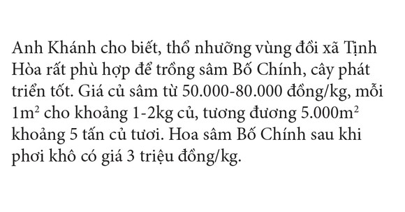 Sâm Bố Chính nở hoa rực rỡ trên đất Quảng Ngãi ảnh 30