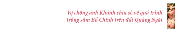 Sâm Bố Chính nở hoa rực rỡ trên đất Quảng Ngãi ảnh 40