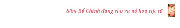 Sâm Bố Chính nở hoa rực rỡ trên đất Quảng Ngãi ảnh 9