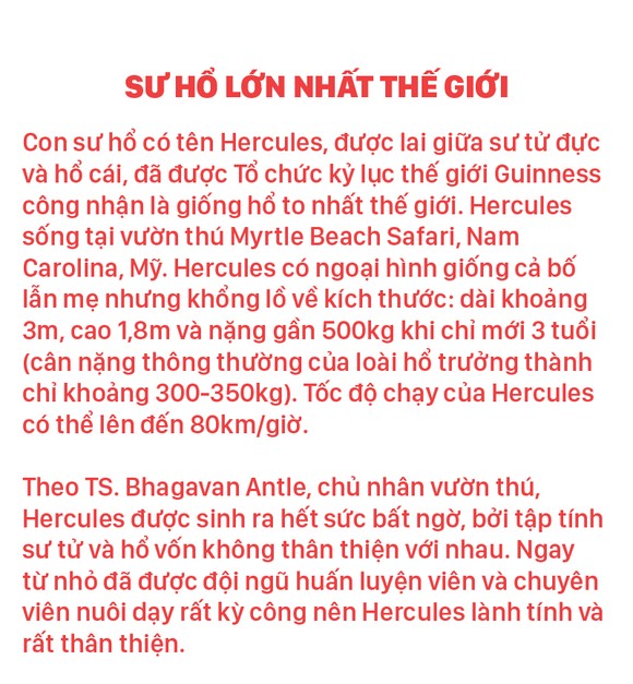 Năm Dần bàn chuyện lạ về hổ ảnh 1