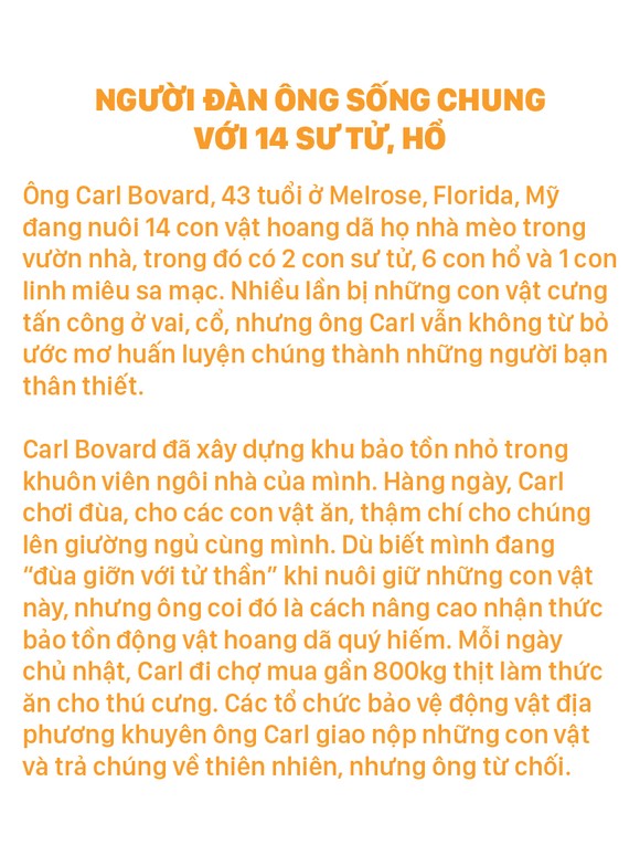 Năm Dần bàn chuyện lạ về hổ ảnh 7