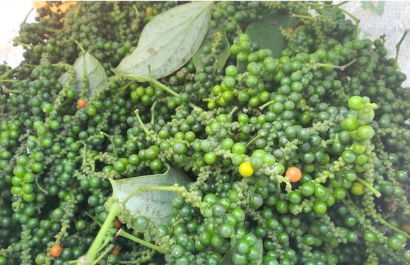 Những 'ông vua' cây ăn quả ở Hoài Ân, Bình Định ảnh 17