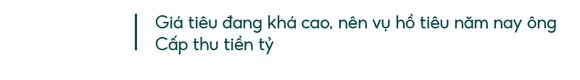 Những 'ông vua' cây ăn quả ở Hoài Ân, Bình Định ảnh 18