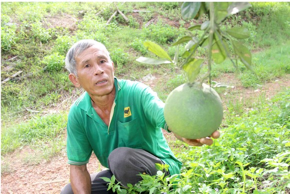 Những 'ông vua' cây ăn quả ở Hoài Ân, Bình Định ảnh 21