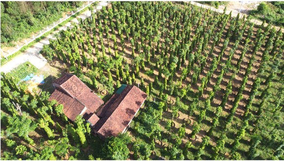 Những 'ông vua' cây ăn quả ở Hoài Ân, Bình Định ảnh 34