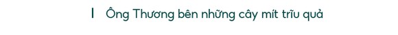 Những 'ông vua' cây ăn quả ở Hoài Ân, Bình Định ảnh 7