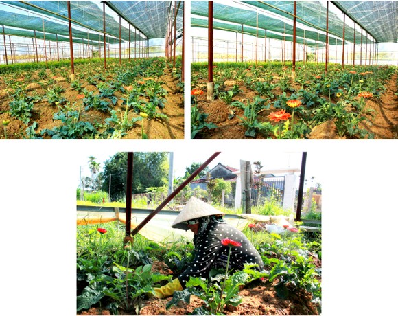 Quảng Ngãi thí điểm mô hình nhà lồng trồng hoa ảnh 14