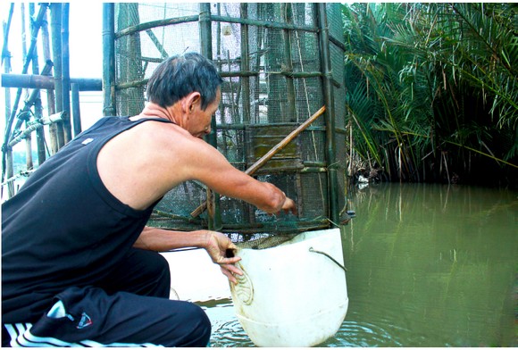 Quảng Ngãi: Độc đáo làm nò vây bắt cá, tôm trong rừng dừa nước Cà Ninh ảnh 21