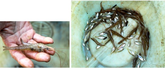 Quảng Ngãi: Độc đáo làm nò vây bắt cá, tôm trong rừng dừa nước Cà Ninh ảnh 24