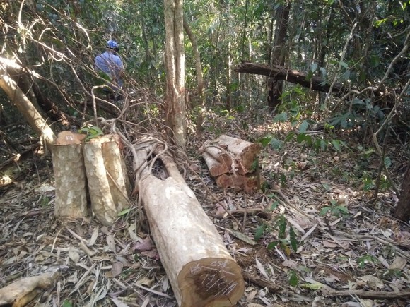 Khởi tố vụ phá rừng quy mô lớn ở Đắk Nông ảnh 2
