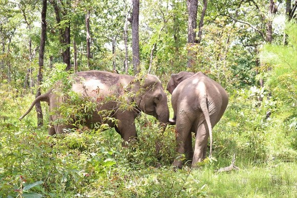 Hai chú voi nhà được đưa về rừng tự nhiên ảnh 2