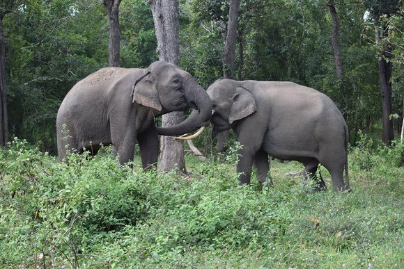 Các chú voi nhà được thả về môi trường rừng tự nhiên, sức khỏe sung mãn hơn