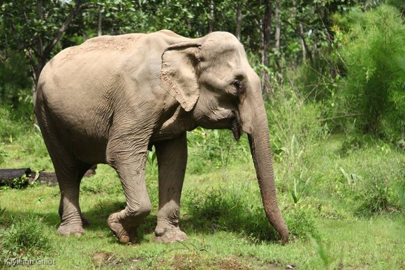 Hai chú voi nhà được đưa về rừng tự nhiên ảnh 3