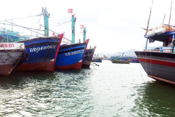 Bình Định yêu cầu DN tạm dừng các hoạt động xâm lấn cảng cá ảnh 6