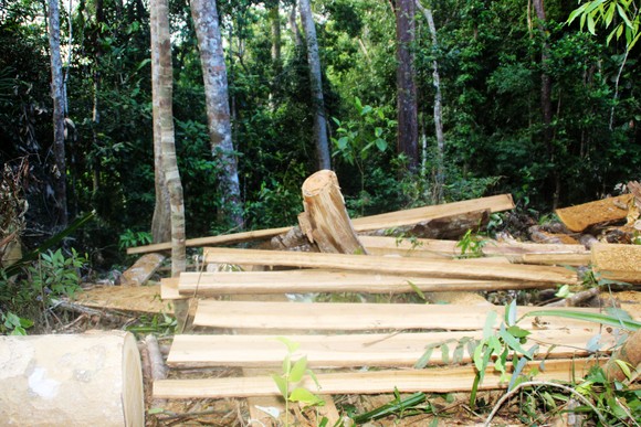 Cận cảnh cuộc “xẻ thịt” rừng phòng hộ Vĩnh Sơn ảnh 10