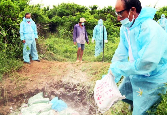 Xuất hiện "ổ" dịch cúm H5N6 có độc lực rất mạnh tại Phú Yên ảnh 4