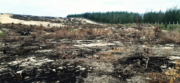 Phá trắng, đốt sạch trên 140ha rừng ở Bình Định ảnh 14