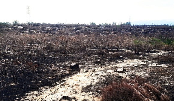 Phá trắng, đốt sạch trên 140ha rừng ở Bình Định ảnh 1