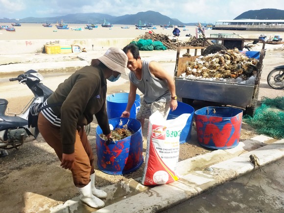 Người nuôi tôm hùm Sông Cầu trắng tay sau lũ ảnh 3