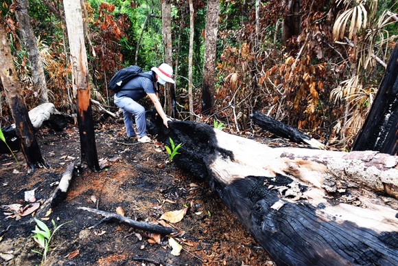 Chủ tịch UBND tỉnh Phú Yên chỉ đạo 'nóng' vụ phá rừng phòng hộ sông Trà Bương ảnh 1