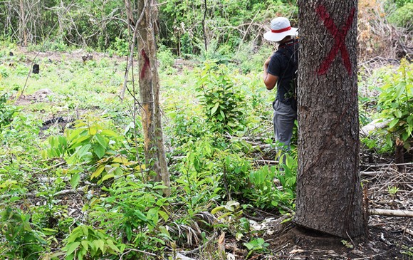 Chủ tịch UBND tỉnh Phú Yên chỉ đạo 'nóng' vụ phá rừng phòng hộ sông Trà Bương ảnh 8