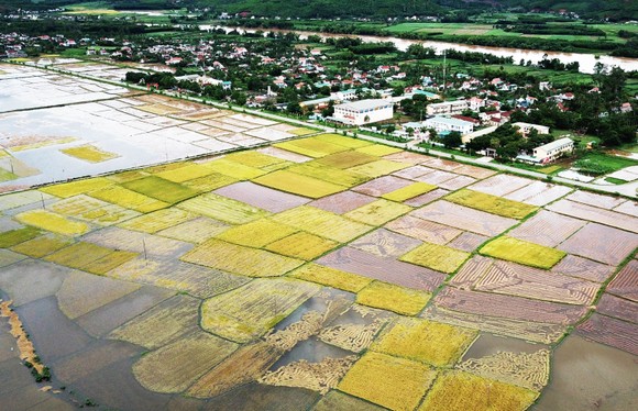Bão suy yếu, người dân Quảng Ngãi đối diện với ngập lụt ảnh 1