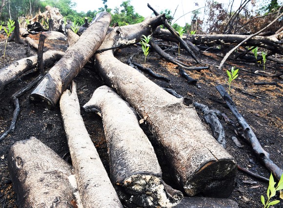 Phú Yên: Bắt thêm 2 đối tượng phá trắng rừng ở huyện Sơn Hòa ảnh 3