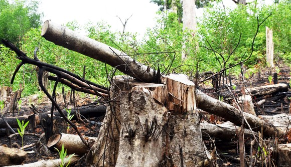 Phá rừng hàng loạt ở Sơn Hòa (Phú Yên): Khởi tố thêm 16 bị can ảnh 1