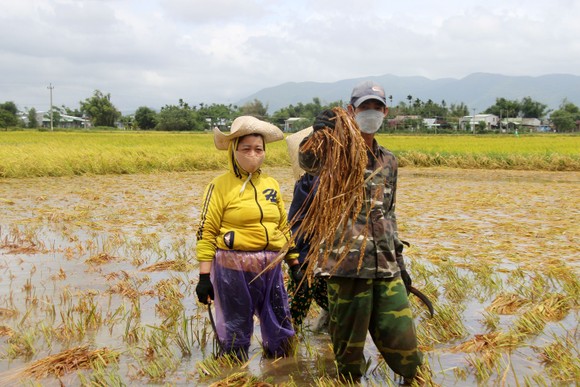 Giúp nông dân “giải cứu” lúa sau thiên tai dị thường ảnh 6