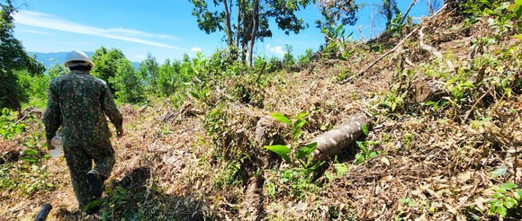 Xử lý nghiêm các vụ phá rừng, lấn chiếm đất rừng ở Bình Định ảnh 2