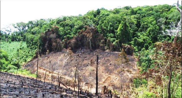 Xử lý nghiêm các vụ phá rừng, lấn chiếm đất rừng ở Bình Định ảnh 1