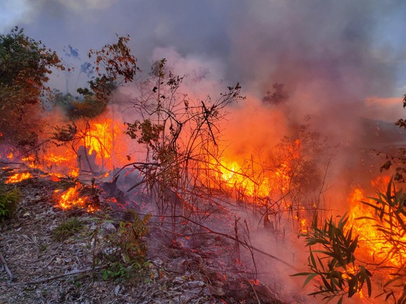 Khống chế đám cháy lớn ở núi Vũng Chua, TP Quy Nhơn ảnh 5