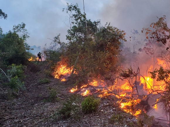 Khống chế đám cháy lớn ở núi Vũng Chua, TP Quy Nhơn ảnh 3