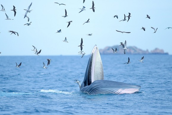 Nghiên cứu, bảo vệ đàn cá voi kiếm ăn 20 ngày ven biển Đề Gi ảnh 3