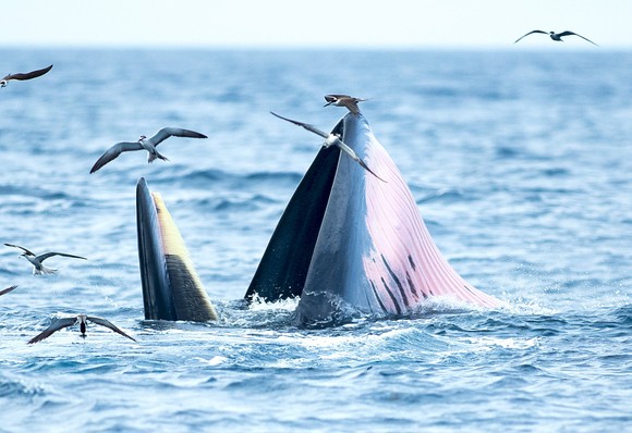Nghiên cứu, bảo vệ đàn cá voi kiếm ăn 20 ngày ven biển Đề Gi ảnh 4