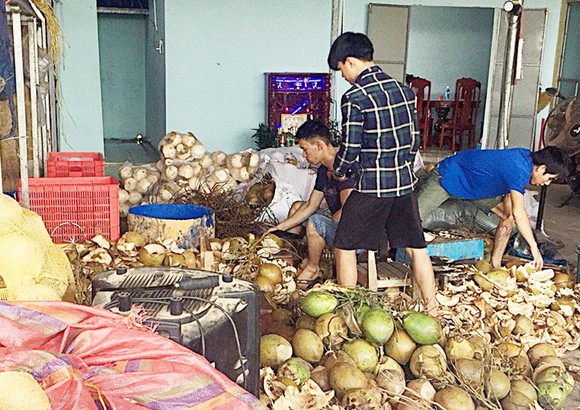 Dừa được gọt vỏ ngâm hóa chất tẩy trắng và đem đi tiêu thụ tại TP Đà Nẵng