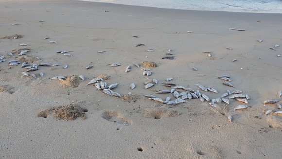 Cá chết hàng loạt dạt vào bờ biển Đà Nẵng ảnh 1