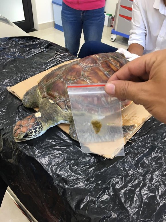 Nội soi gắp rác thải trong bụng rùa biển ảnh 3