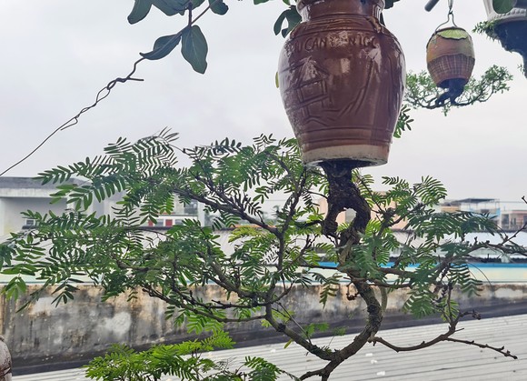 Khám phá vườn bonsai mọc ngược giữa phố ảnh 7