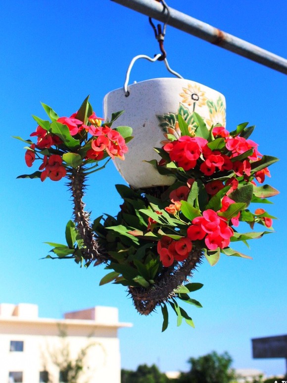 Khám phá vườn bonsai mọc ngược giữa phố ảnh 9
