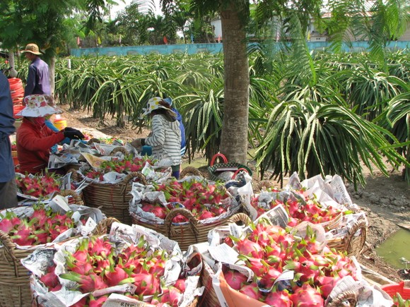 ĐBSCL: Thanh long tăng giá, nông dân không còn nhiều để bán ảnh 1