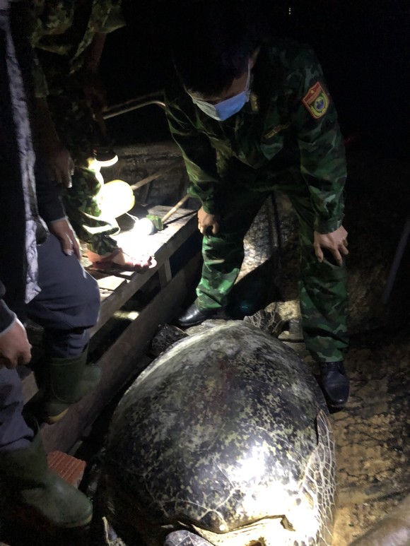 Cá thể rùa biển được bộ đội biên phòng đồn Roòn giải cứu trong đêm