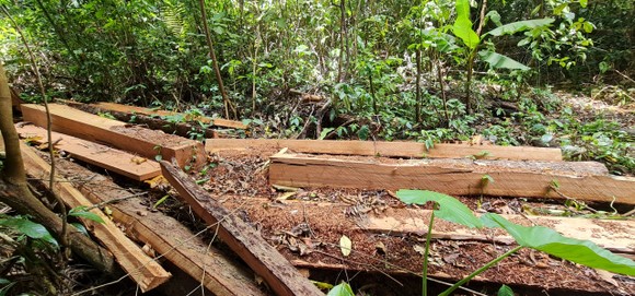 Quảng Bình: Lâm tặc chặt phá rừng phòng hộ ảnh 1